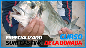 Curso especializado pesca de la dorada a Surfcasting